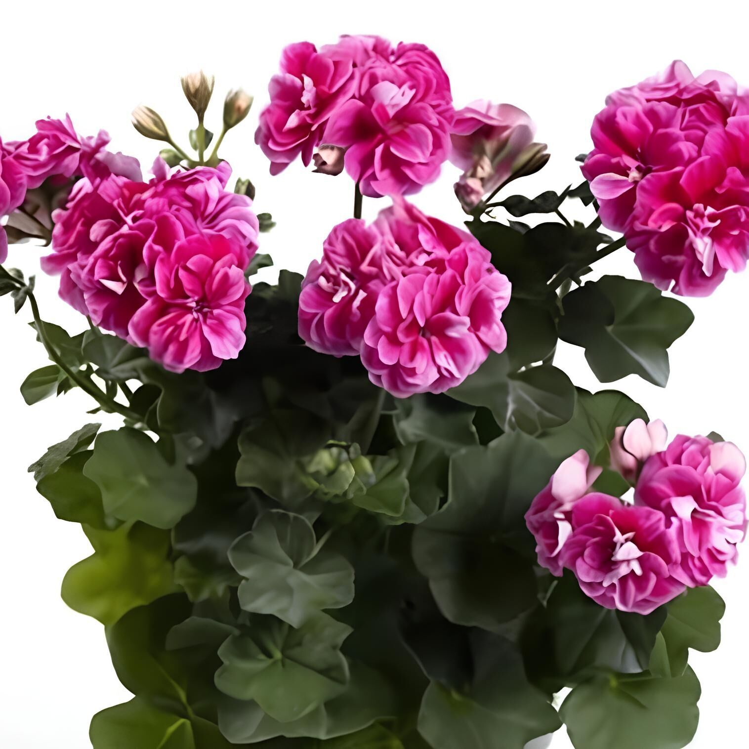 Katmerli Sarkan Grandeur İvy Stardust Sakız Sardunya Fidesi (1 Adet)