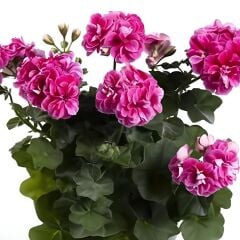 Katmerli Sarkan Grandeur İvy Stardust Sakız Sardunya Fidesi (1 Adet)