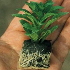 Katmerli Double Clear White Bodrum Papatyası Çiçeği Fidesi (1 Adet Fide)