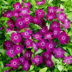 Herdem Yeşil Verino Soğuğa Karşı Dayanıklı Vinca Minor Çiçeği Fidesi (1 Adet)