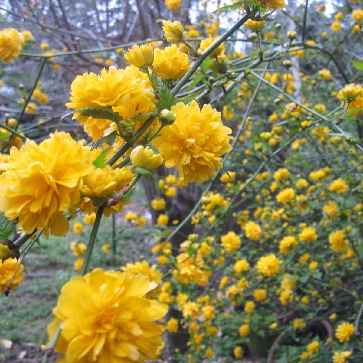 Yediveren Katmerli Kerria Japonica Kanarya Gülü Fidanı