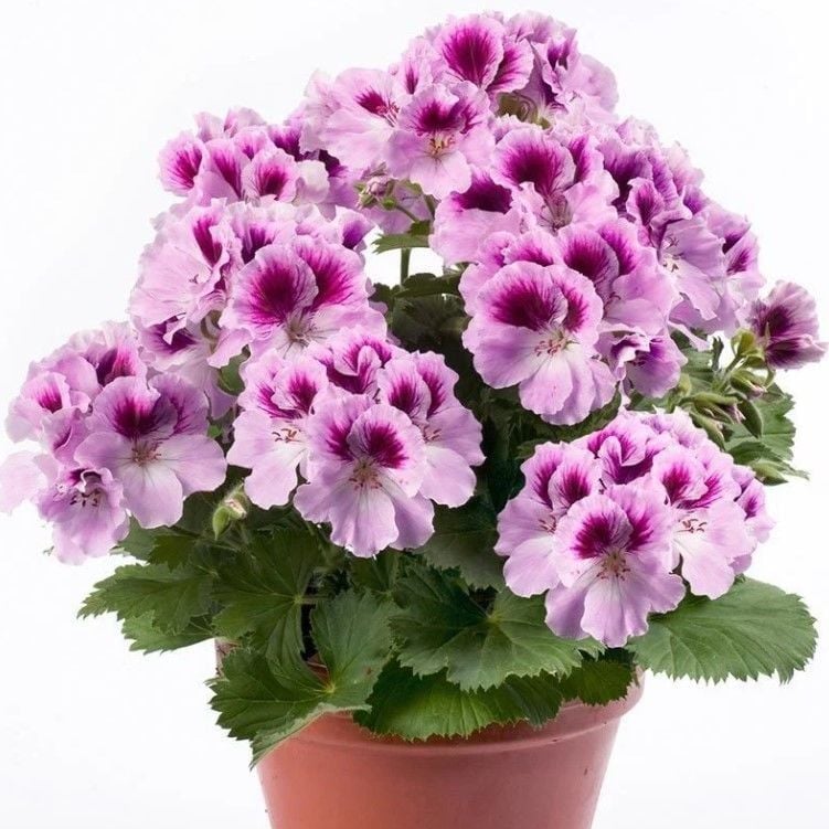 Aristo Orchid Sardunya Canan Çiçeği Fidesi (1 Fide)