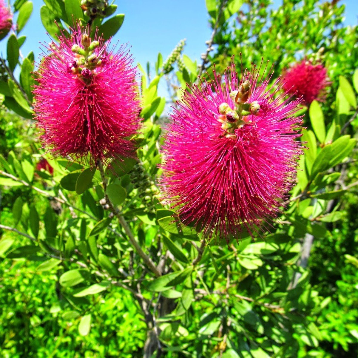 Tüplü Fırça Çalısı (Callistemon citrinus)  Fidanı (170-240 cm)