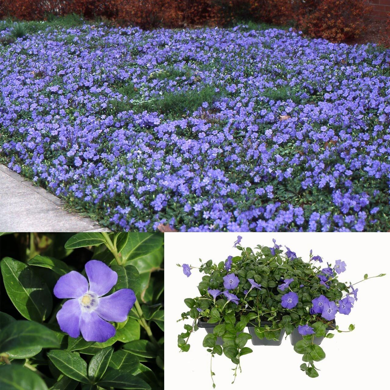 Herdem Yeşil Hawai Soğuğa Karşı Dayanıklı Vinca Minor Çiçeği Fidesi (1 Adet)