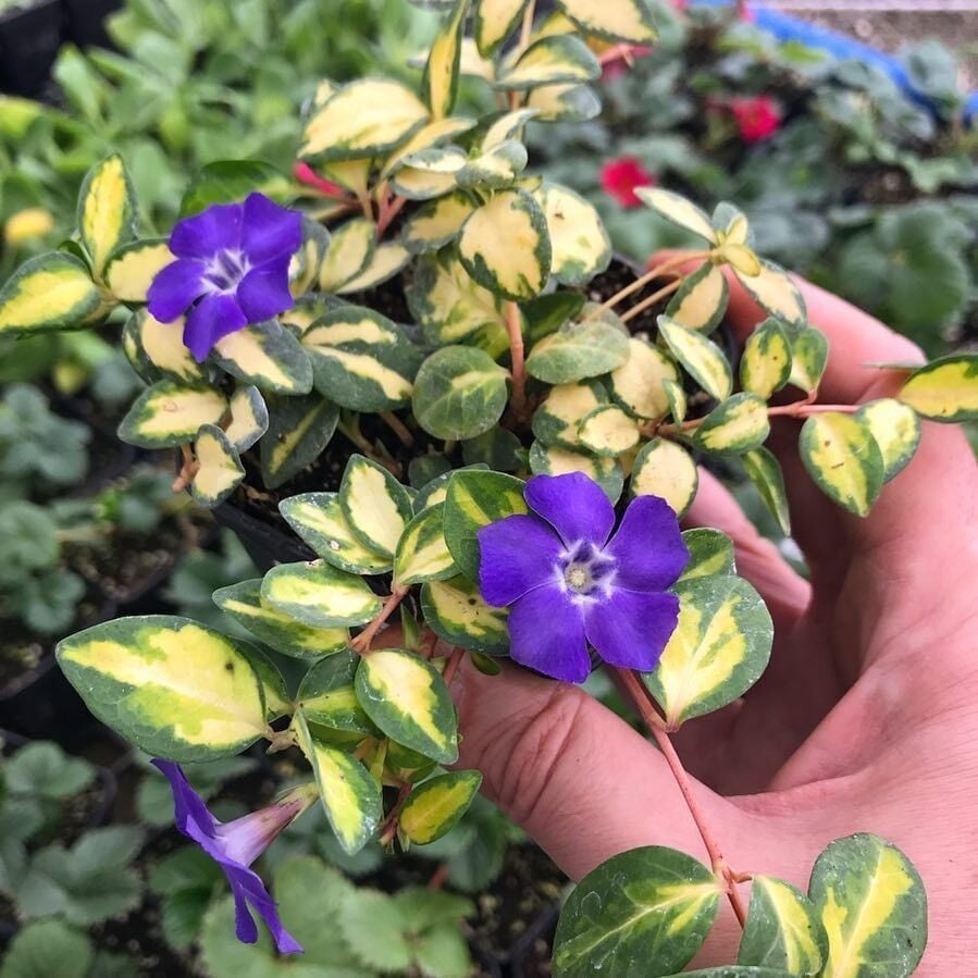 Herdem Yeşil İmagine Soğuğa Karşı Dayanıklı Vinca Minor Çiçeği Fidesi (1 Adet)