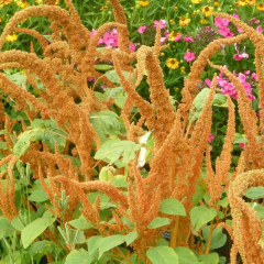 Biscuits Horoz İbiği Amaranthus Çiçeği Tohumu (20 tohum)