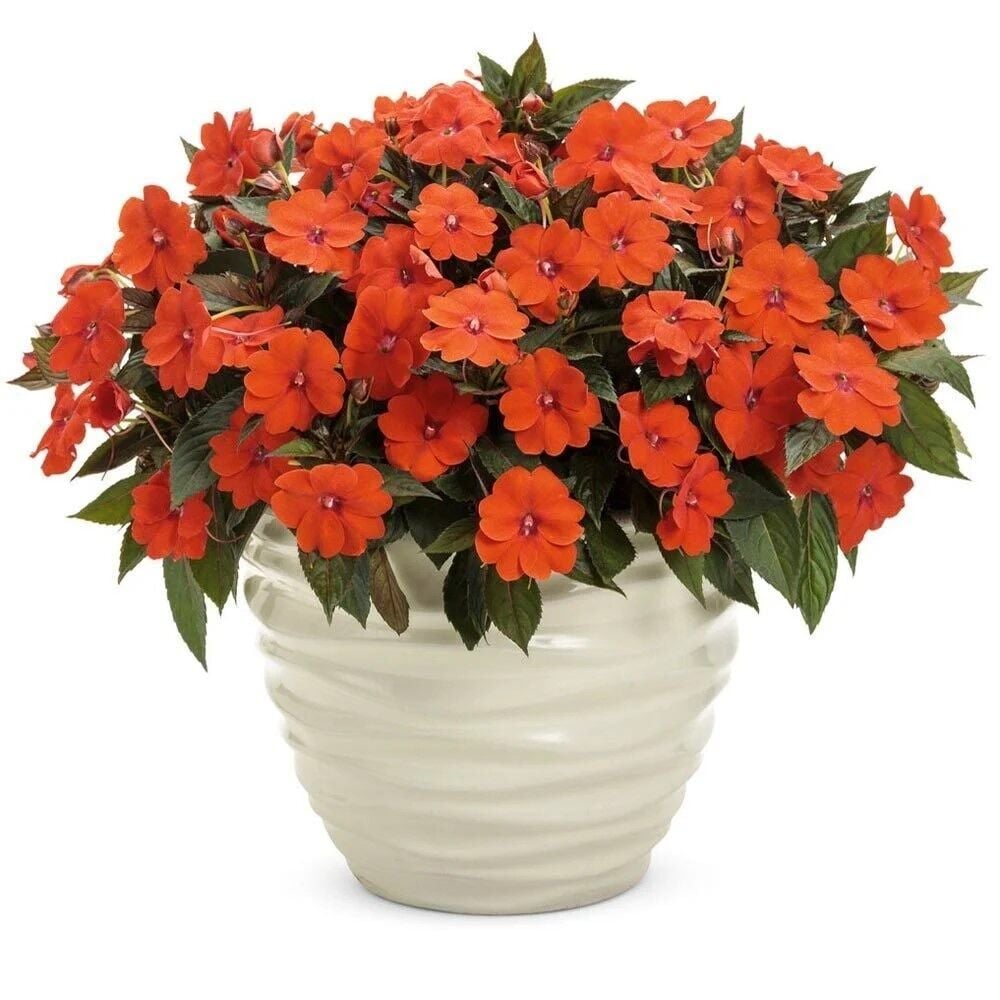 Özel Seri Turuncu Magnifico Orange Yeni Gine Cam Güzeli Çiçeği Fidesi (1Adet)