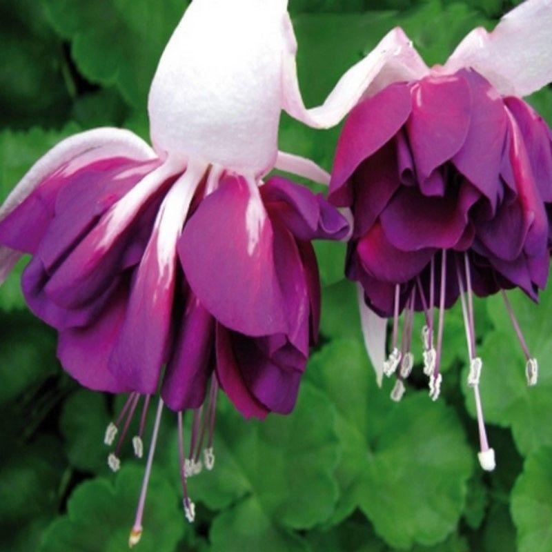 XXL Çiçekli Marbeller Double White Purple Katmerli Küpe Çiçeği Fidesi (1 Fide)