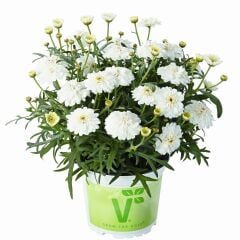 Özel Seri Aramis Double White Katmerli Çeşme Papatyası Çiçeği Fidesi (1 Adet Fide)