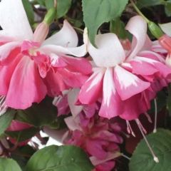 XXL Çiçekli Marbeller Double White Pink Katmerli Küpe Çiçeği Fidesi (1 Fide)