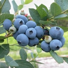 5 Adet Brigitta Yaban Mersini Fidesi 5-15 cm)