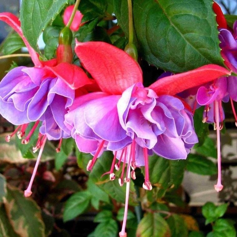 XXL Çiçekli Leonita Double Rose Blue Katmerli Küpe Çiçeği Fidesi (1 Fide)