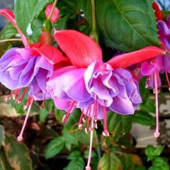 XXL Çiçekli Leonita Double Rose Blue Katmerli Küpe Çiçeği Fidesi (1 Fide)