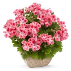 Özel Çeşit Nadir Pink White Clarion Canan Çiçeği Fidesi (1 Adet)