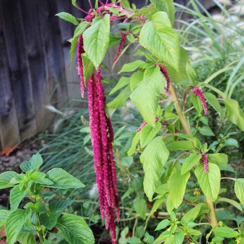 Red Spike Kırmızı Amaranthus Çiçeği Tohumu (50 tohum)