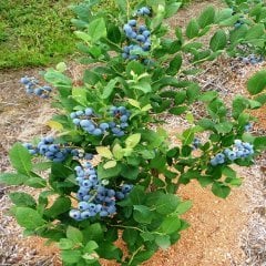 3 Adet Bluecrop Yaban Mersini Fidesi 5-15 cm)
