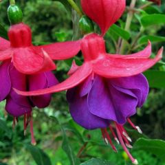 Leonita Semi Double Red Blue Küpe Çiçeği Fidesi (1 Fide)