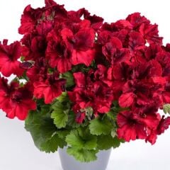 Aristo Deep Red Sardunya Canan Çiçeği Fidesi (1 Adet)