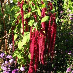 Kırmızı Amaranthus caudatus Çiçeği Tohumu (100 tohum)
