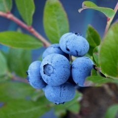 3 Adet Darrow Yaban Mersini Fidesi 5-15 cm