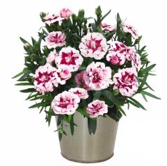 Sweet Pleasure Purple Picotee Karanfil Çiçeği Fidesi (2 Fide)