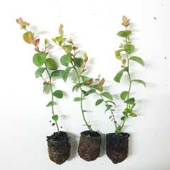 10 Adet Bluejay Yaban Mersini Fidesi 5-15 cm