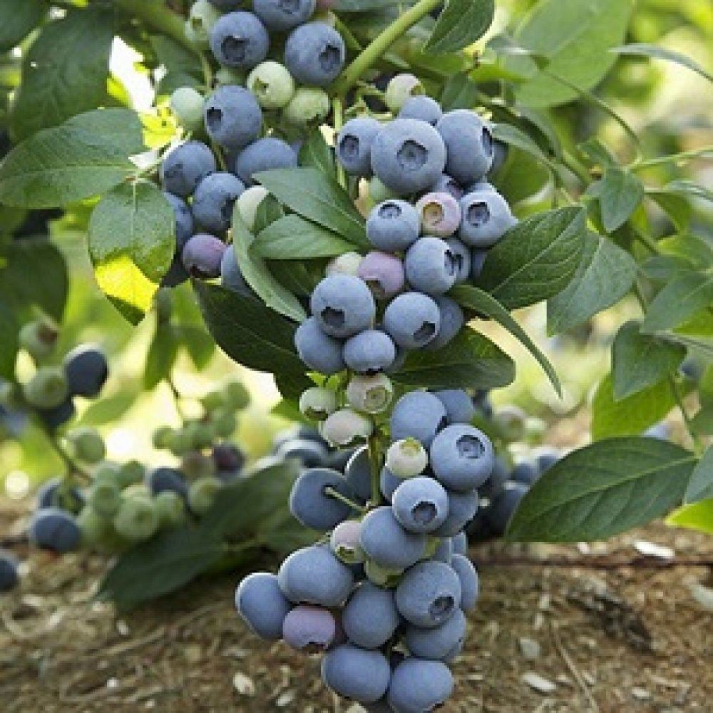 10 Adet Bluejay Yaban Mersini Fidesi 5-15 cm