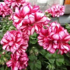 Nadir Bitki Katmerli Sarkan Grandeur İvy Arctic Rose Sakız Sardunya Fidesi (1 Adet)