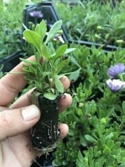 Erato Double Yellow Sarı Katmerli Bodrum Papatyası Çiçeği Fidesi (1 Adet)