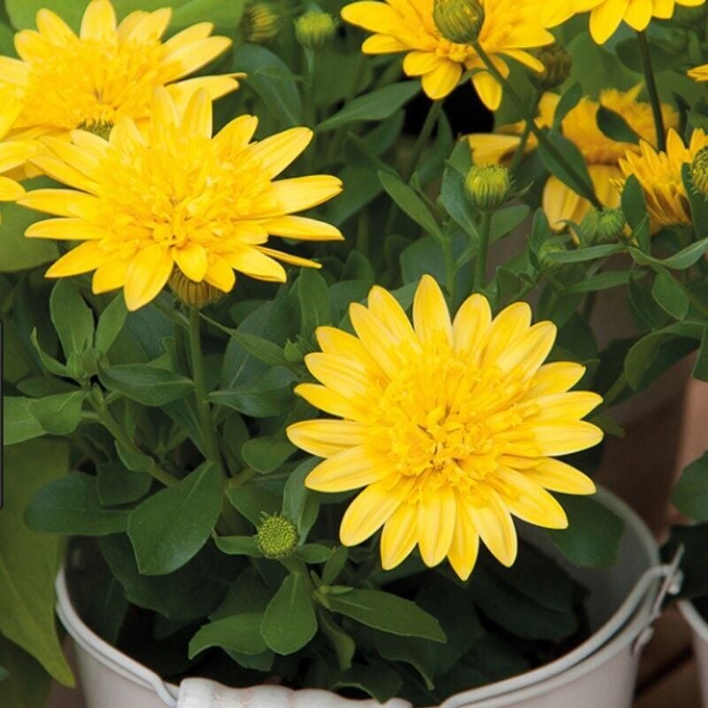 Erato Double Yellow Sarı Katmerli Bodrum Papatyası Çiçeği Fidesi (1 Adet)