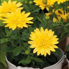 Erato Double Yellow Sarı Katmerli Bodrum Papatyası Çiçeği Fidesi (1 Adet)