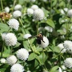 Gomphrena Globosa Beyaz Renkli Medine Çiçeği Tohumu (50 tohum)