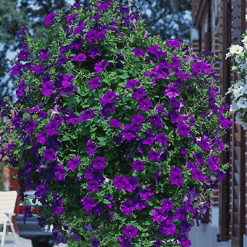 Sarkıcı Sarkan Surfinia Blue Mavi Petunya Çiçeği Fidesi (1 Adet Fide)