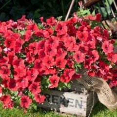 Sarkıcı Sarkan Fortado Dark Red Petunya Çiçeği Fidesi (1 Adet Fide)