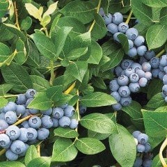 10 Adet Duke Yaban Mersini Fidesi 5-15 cm
