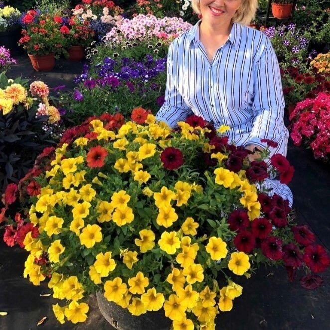 Sarkıcı Beautical Yellow Sun Petunya Çiçeği Fidesi (1 Adet Fide)