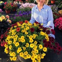 Sarkıcı Beautical Yellow Sun Petunya Çiçeği Fidesi (1 Adet Fide)