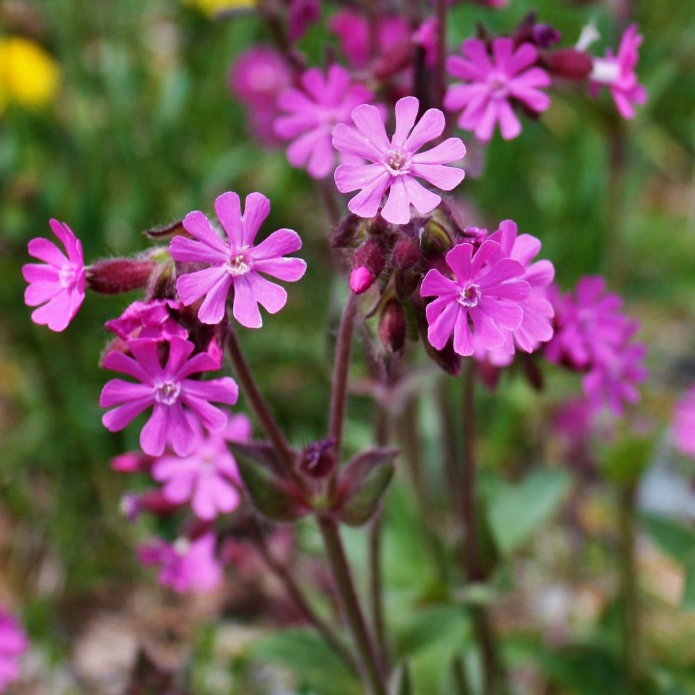 Kır Çiçeği Silene (Nakil) Çiçeği Tohumu (100 tohum)