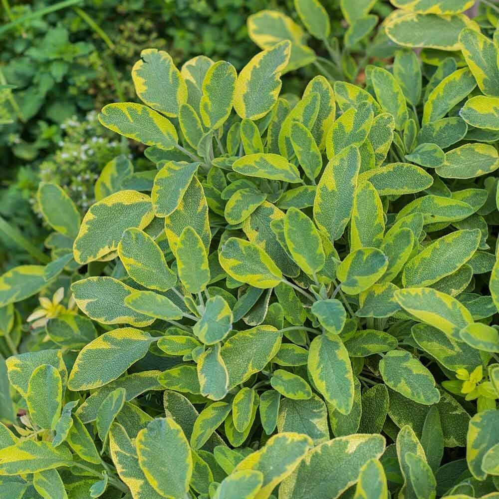 Mandala Gold Adaçayı Fidesi (2 Adet )