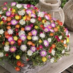 Pastel Renkler Sarkıcı Yayılıcı Delasporma Mixed Buz Çiçeği Fidesi (5 Adet)