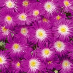 Sarkıcı Yayılıcı Delasporma Purple Buz Çiçeği Fidesi (2 Adet)