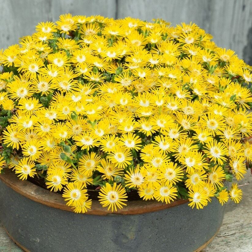 Sarkıcı Yayılıcı Delasporma Yellow Buz Çiçeği Fidesi (2 Adet)