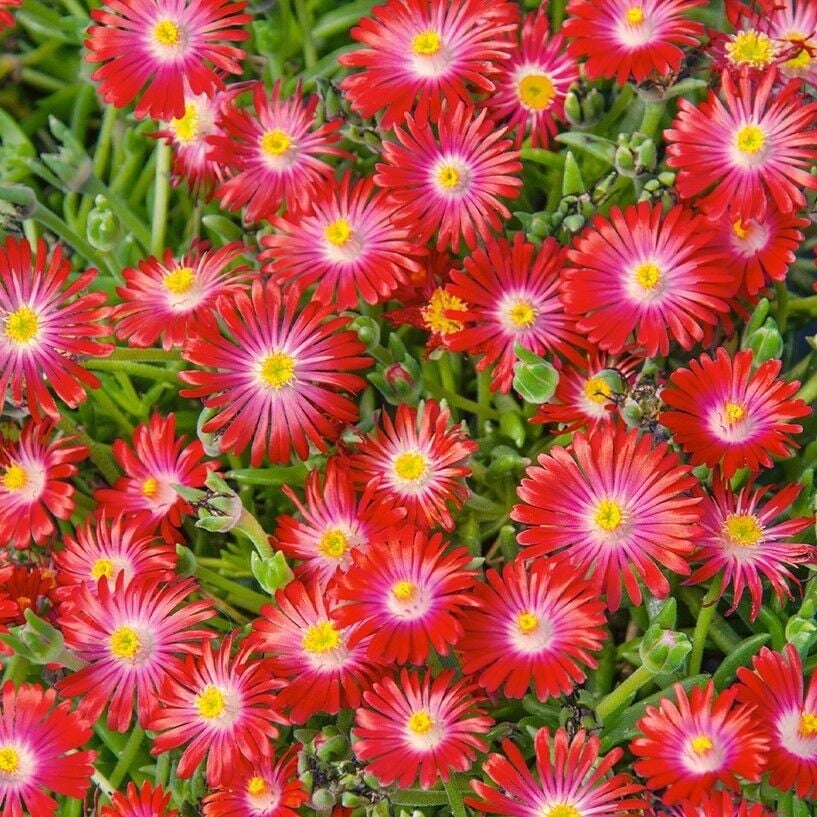 Sarkıcı Yayılıcı Delasporma Red Buz Çiçeği Fidesi (2 Adet)