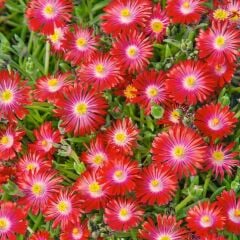 Sarkıcı Yayılıcı Delasporma Red Buz Çiçeği Fidesi (2 Adet)