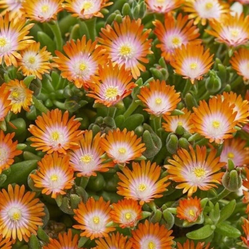 Sarkıcı Yayılıcı Delasporma Orange Buz Çiçeği Fidesi (2 Adet)