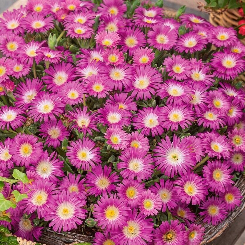 Sarkıcı Yayılıcı Delasporma Hot Pink Buz Çiçeği Fidesi (2 Adet)