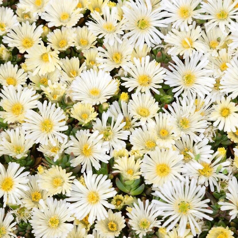 Sarkıcı Yayılıcı Delasporma İce Cream Buz Çiçeği Fidesi (2 Adet)