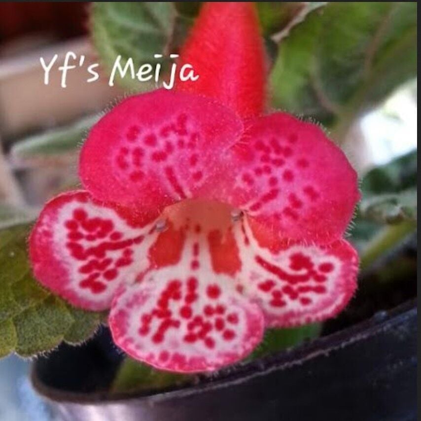 Özel Tür Yf's Meija Kohleria Japon Küpelisi Çiçeği Fidesi (Mini Potta)