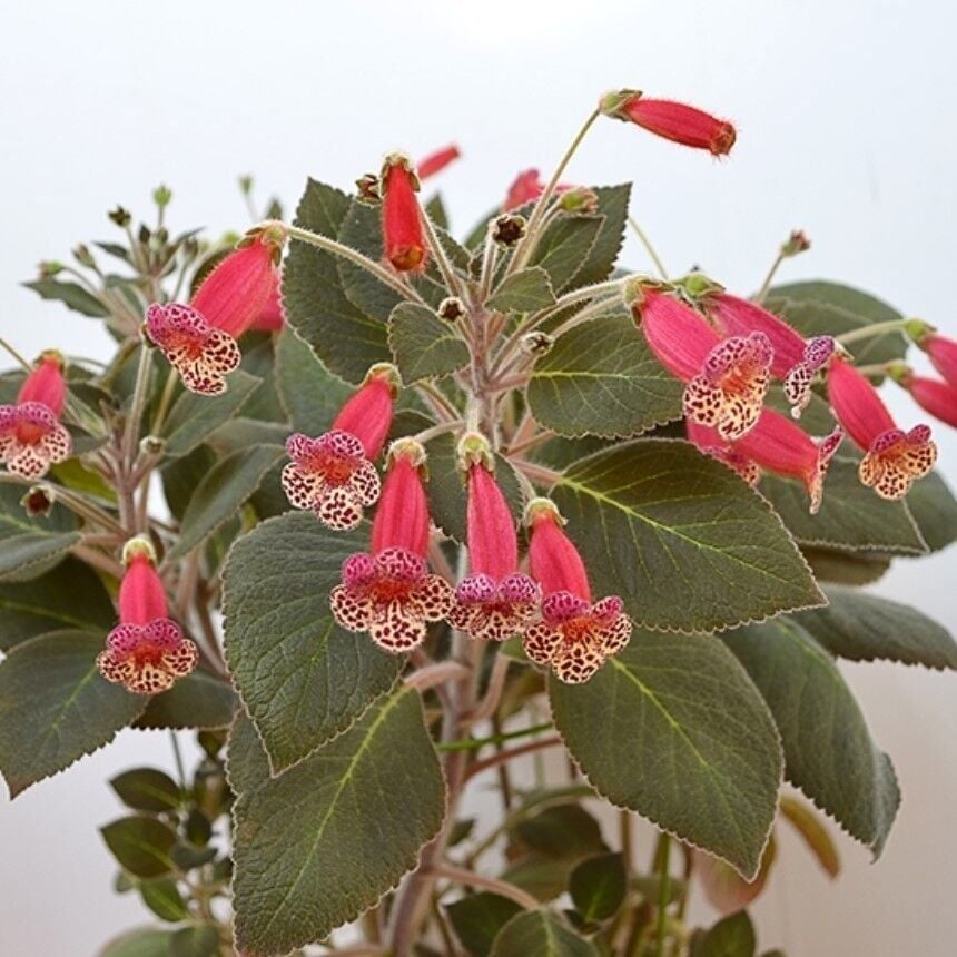 Özel Tür Brimstone Kohleria Japon Küpelisi Çiçeği Fidesi (Mini Potta)