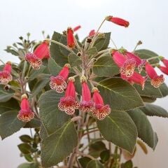 Özel Tür Brimstone Kohleria Japon Küpelisi Çiçeği Fidesi (Mini Potta)